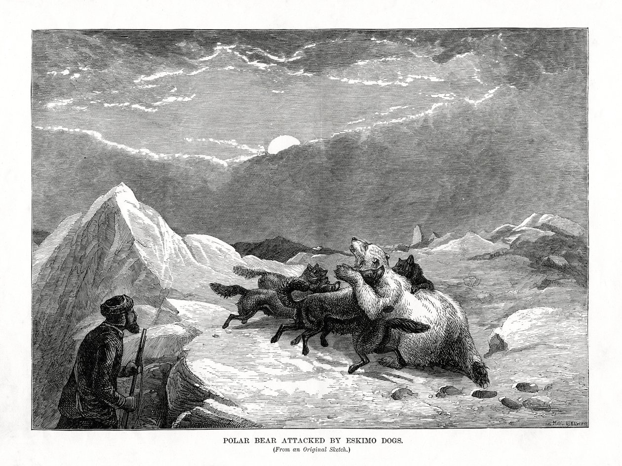 Polar Bear Attacked by Eskymo Dogs, 1877 od Unbekannt