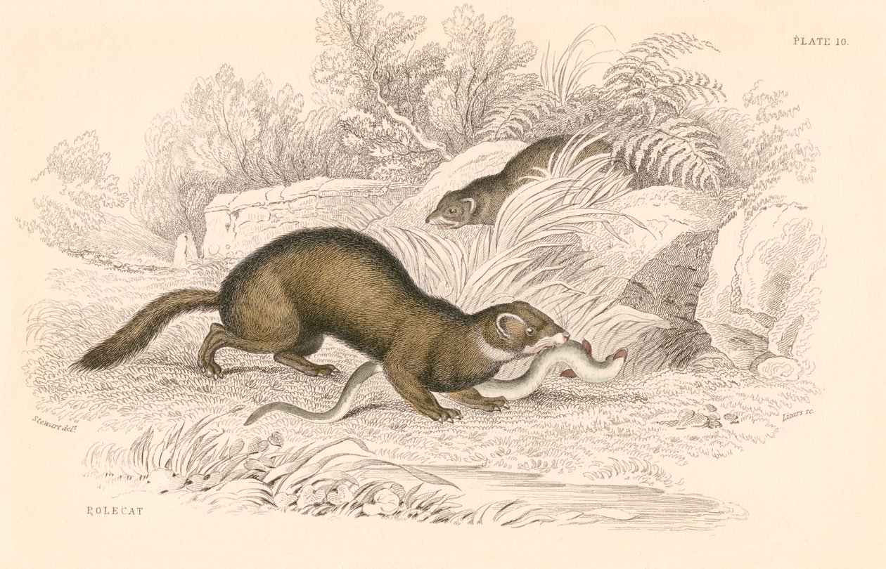 Tchor Mustela putorius, člen rodiny lasicovitých, 1828 od Unbekannt