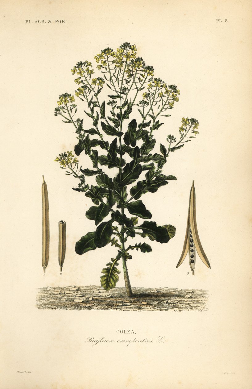Polská řepka nebo olejnatá rostlina řepky, Brassica rapa, Brassica campestris, Colza od Unbekannt
