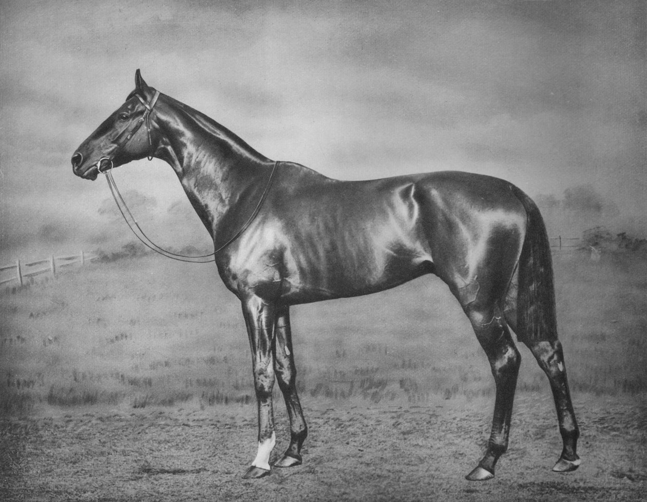 Polymelus, 1902-1924, 1911 od Unbekannt