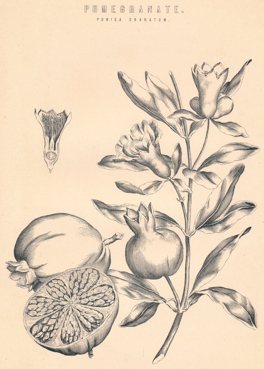 Granátové jablko, c19. století od Unbekannt