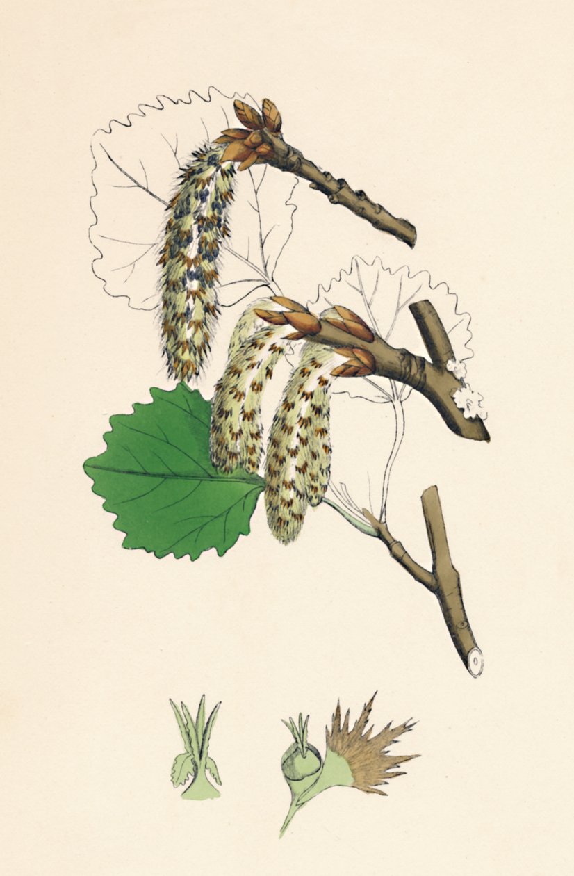 Populus tremula. Aspen, 19. století od Unbekannt