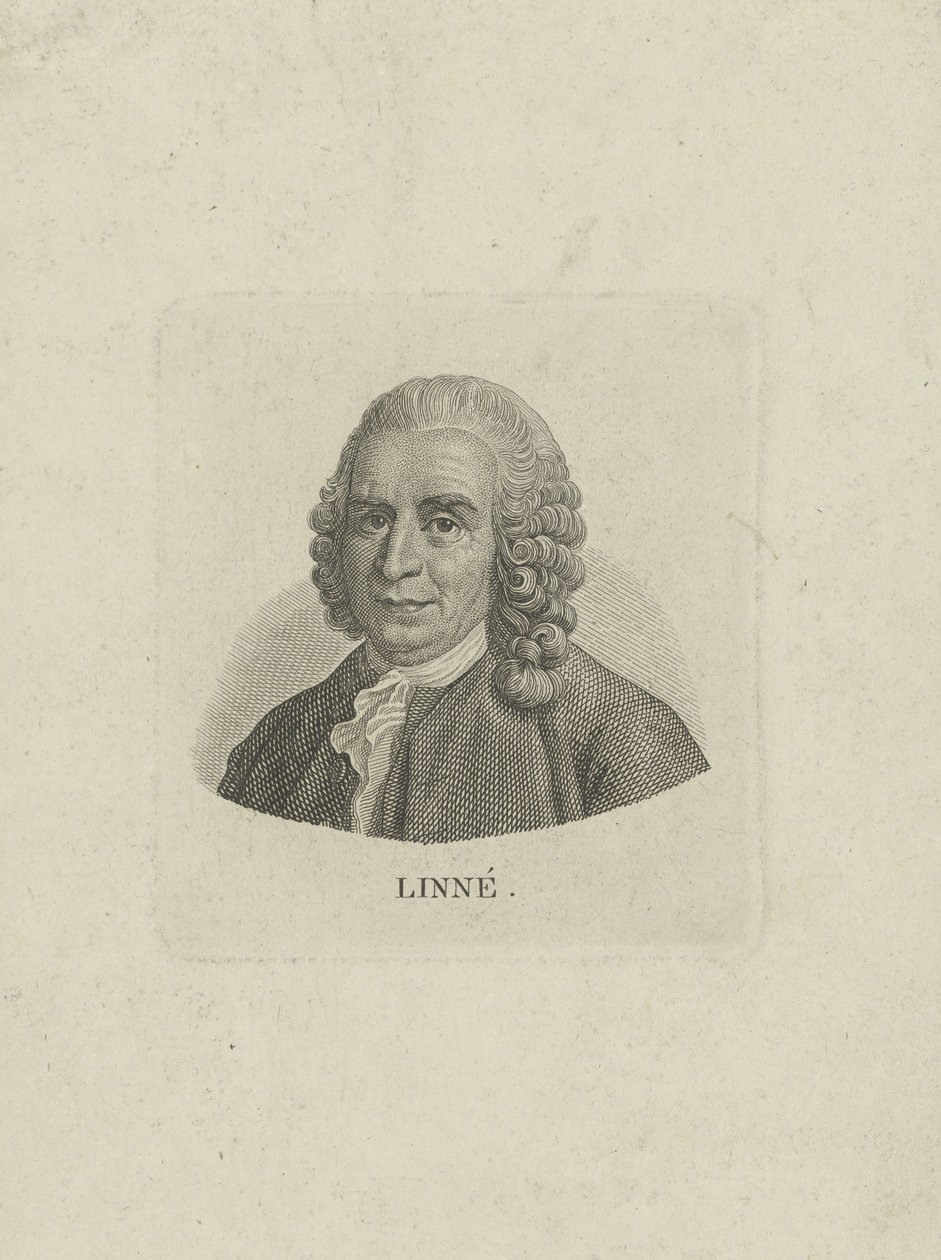 Portrét Carla Linného 1707-1778, c. 1780. od Unbekannt
