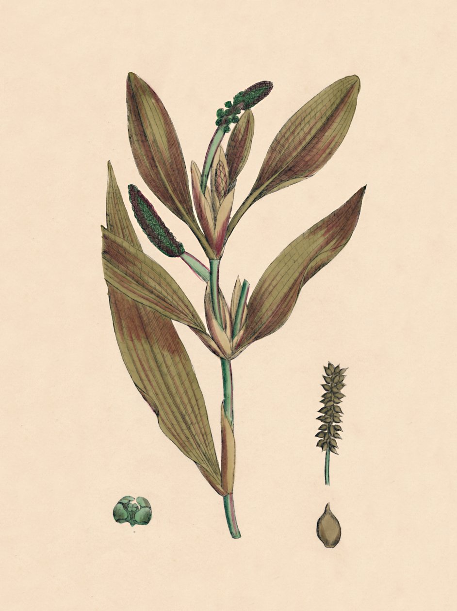 Potamogeton rufescens. Načervenalý pondweed, 19. století od Unbekannt