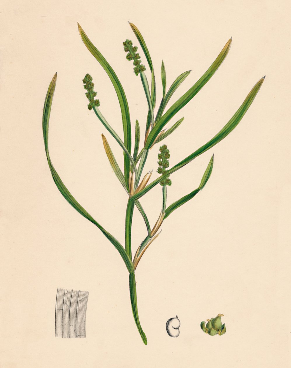 Potamogeton zosterifolius. Pondweed trávový, 19. století od Unbekannt