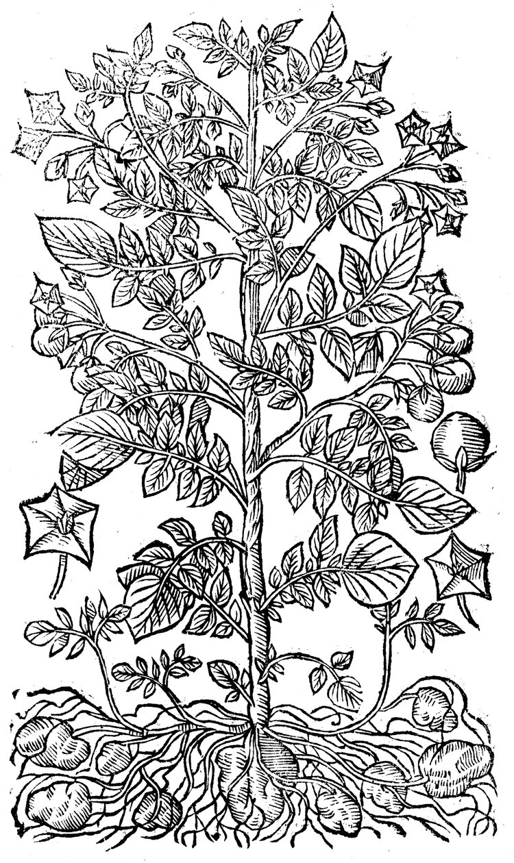Brambor, 1640 od Unbekannt
