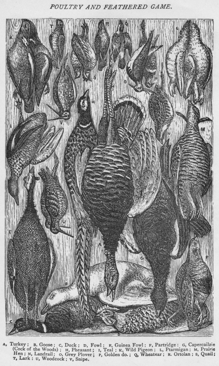 Drůbež a pernatá zvěř, 1907 od Unbekannt