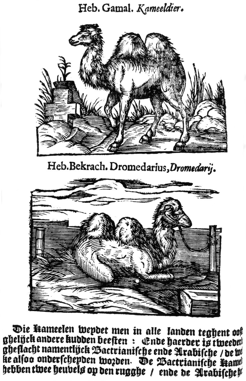 Předbinomická klasifikace druhů, 1644 od Unbekannt