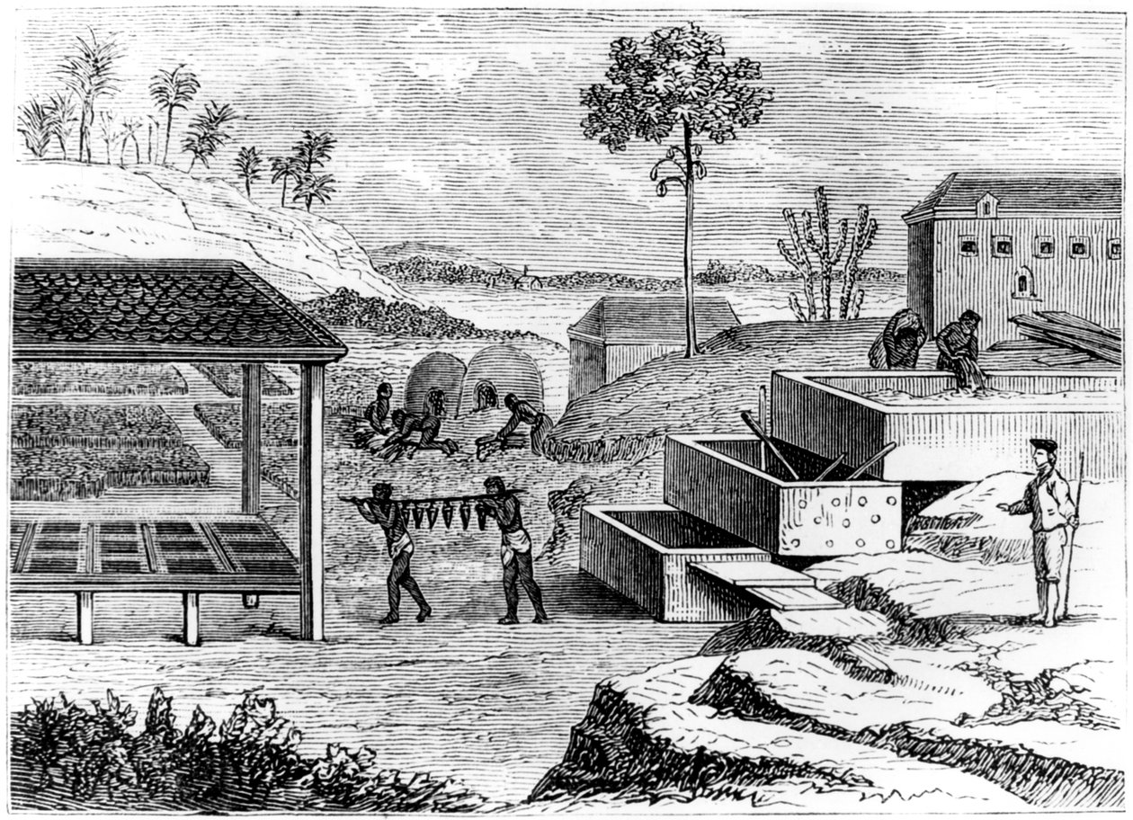 Příprava indiga, Santo Domingo, 1873 od Unbekannt