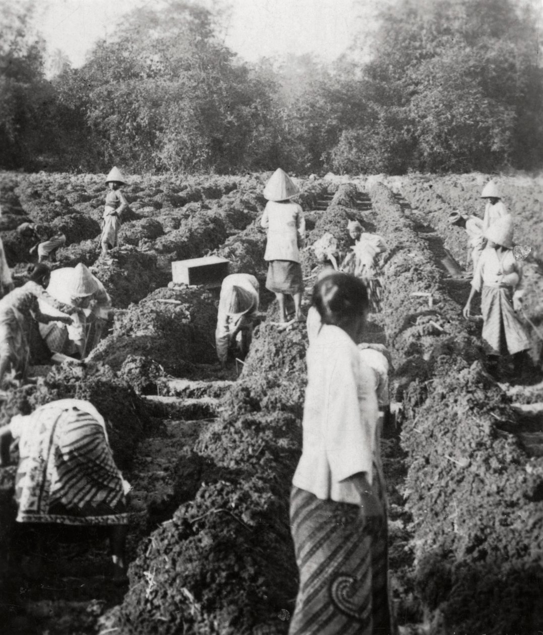 Příprava zavlažovacích kanálů na cukrové plantáži, Jáva, Nizozemská východní Indie, 1927 od Unbekannt