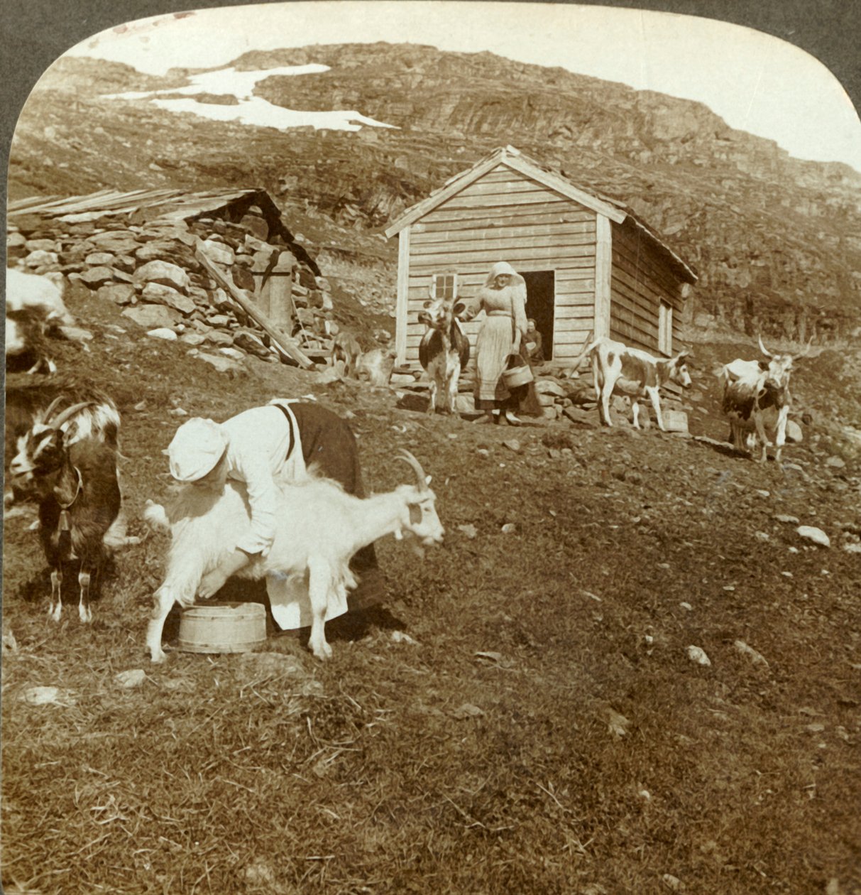 Pěkné norské dívky pečující krávy a kozy na Haukeli Mts, Norsko, c1905. od Unbekannt