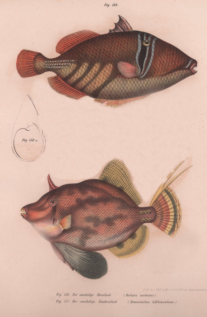 Zoborožec pichlavý Batistes aculeatus, Monacanthus bifilamentosus, kolem 50. let 19. století od Unbekannt