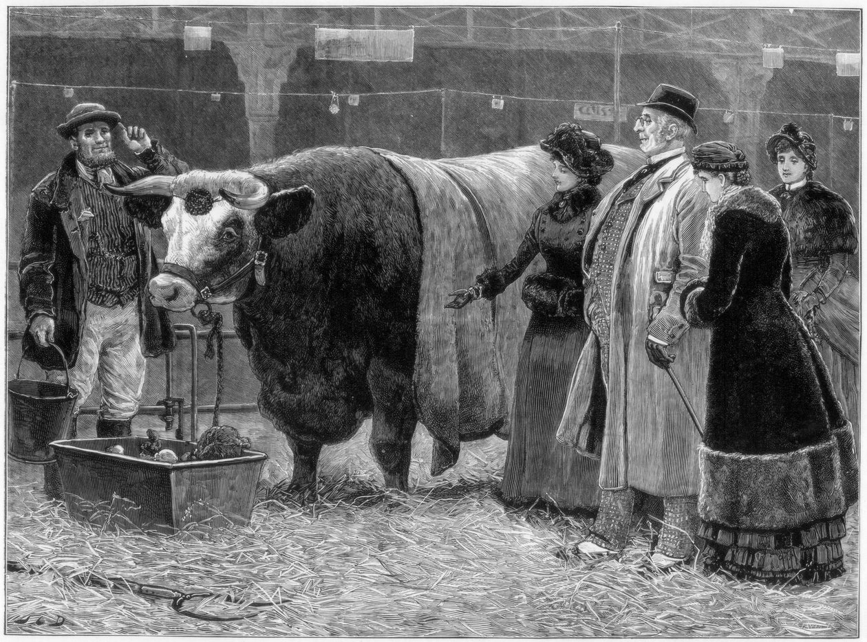 Cena býka, 1883 od Unbekannt