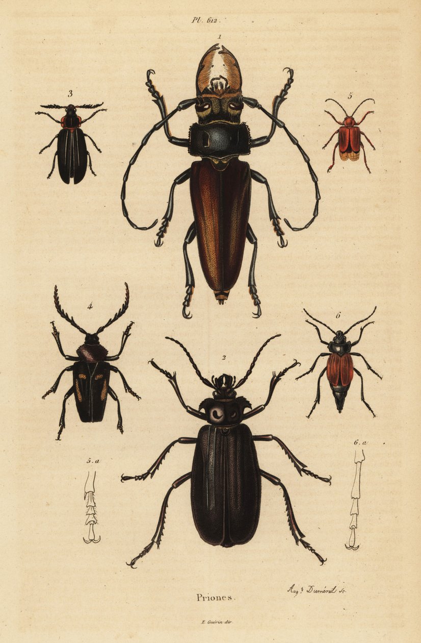 Psalidognathus friendii 1, Madre de la Culebra, Acanthinodera cumingii 2, Allocerus dilaticorne 3, Callipogos barbatus 4, Anacolus sanguineus 5 a Prionus flavipennis 6 od Unbekannt