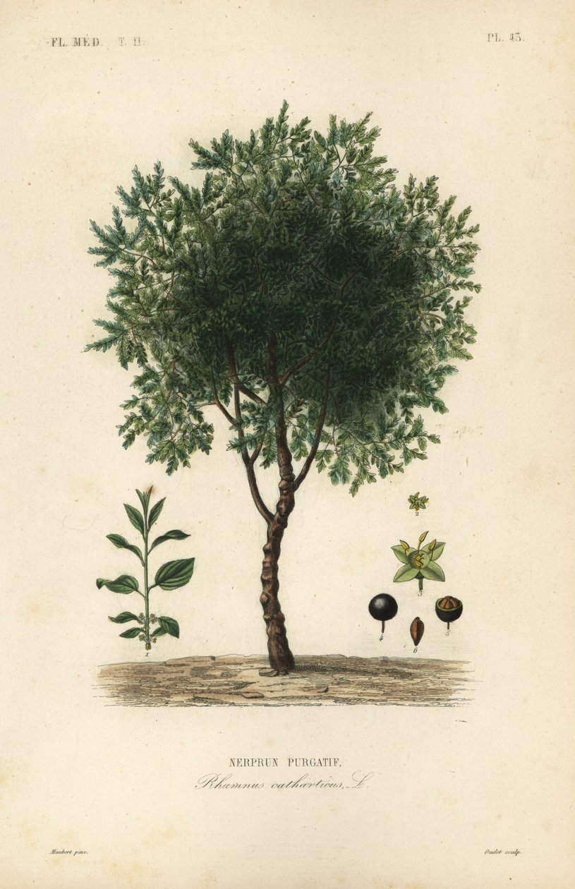 Rakytníkový strom, Rhamnus cathartica, Rhamnus catharticus, Nerprun purgatif od Unbekannt