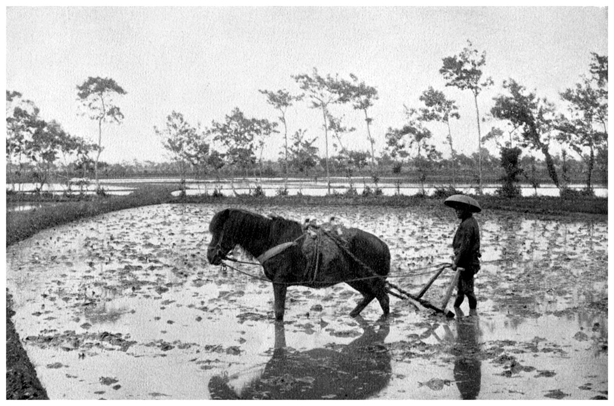 Hrabaní rýžového pole, Japonsko, 1904 od Unbekannt