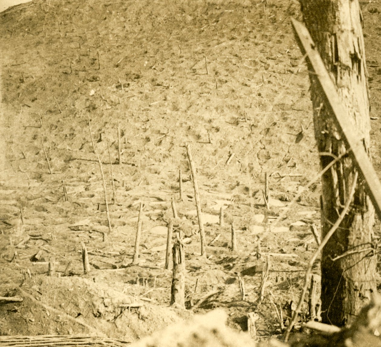 Ravine v Les Éparges, severní Francie, c1914-c1918. od Unbekannt
