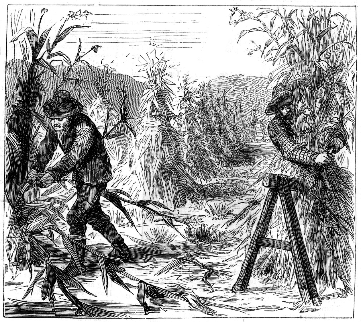 Sklizeň a nasávání kukuřice k sušení, Lake Drie, Kanada, 1880 od Unbekannt