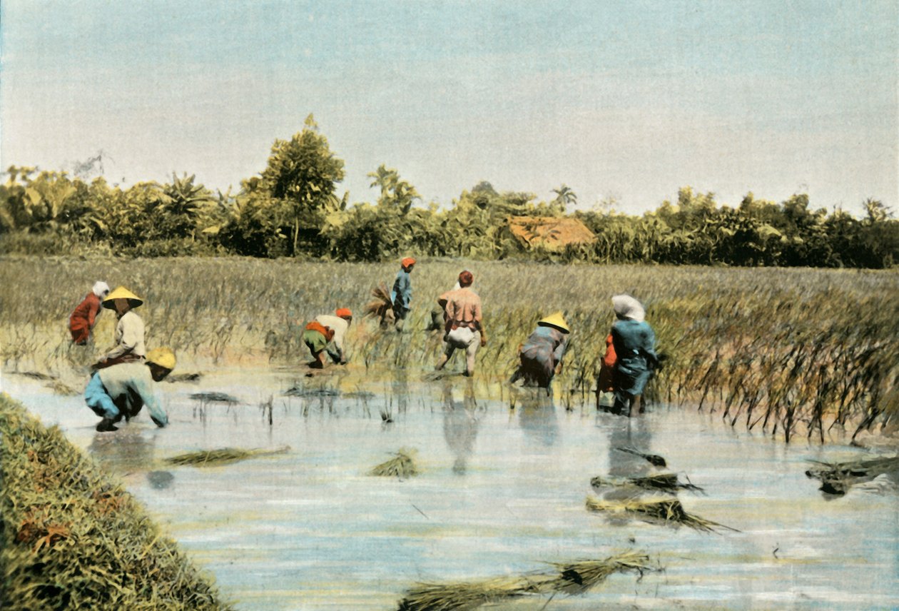 Sklizeň rýže, 1900. od Unbekannt