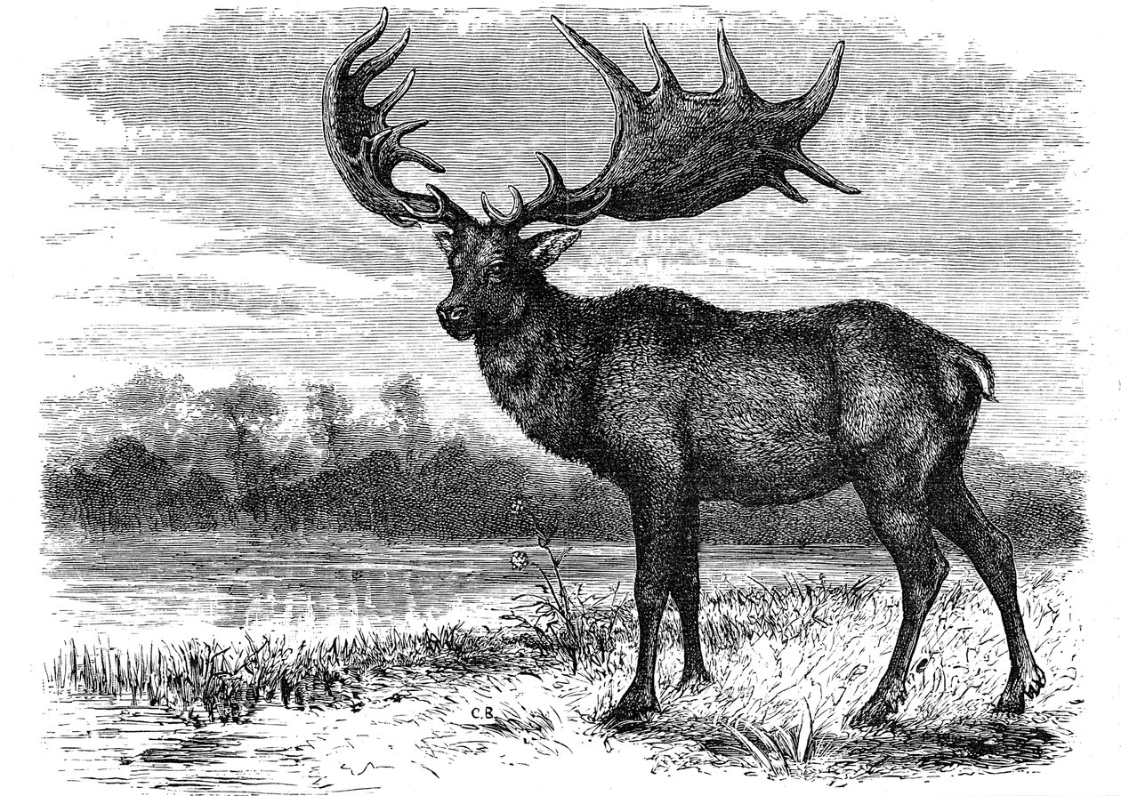 Rekonstrukce irského losa Megaloceros, c1880 od Unbekannt