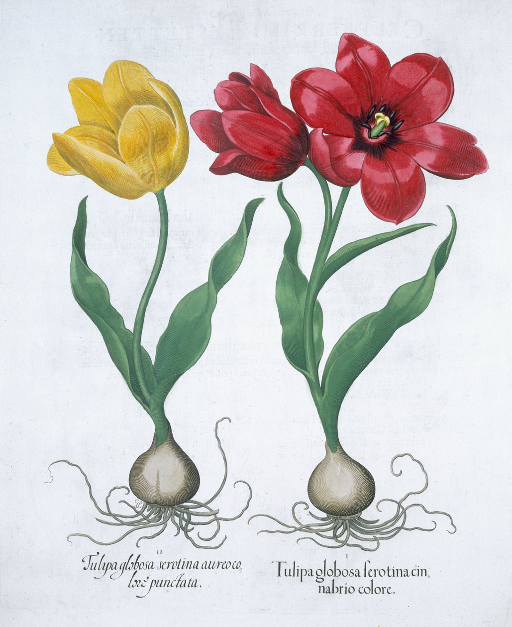 Červený a žlutý tulipán, 1613 od Unbekannt