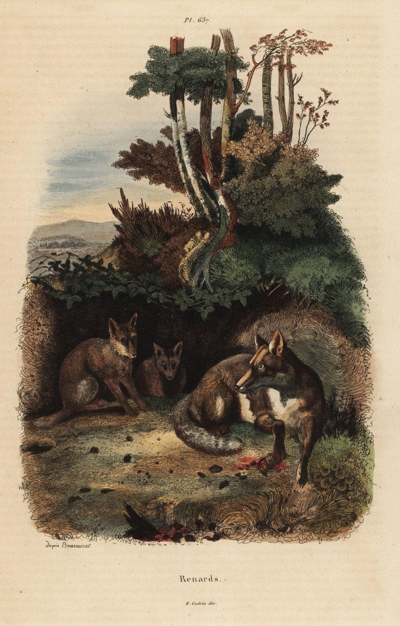 Lišky obecné, Vulpes vulpes, mimo doupě od Unbekannt
