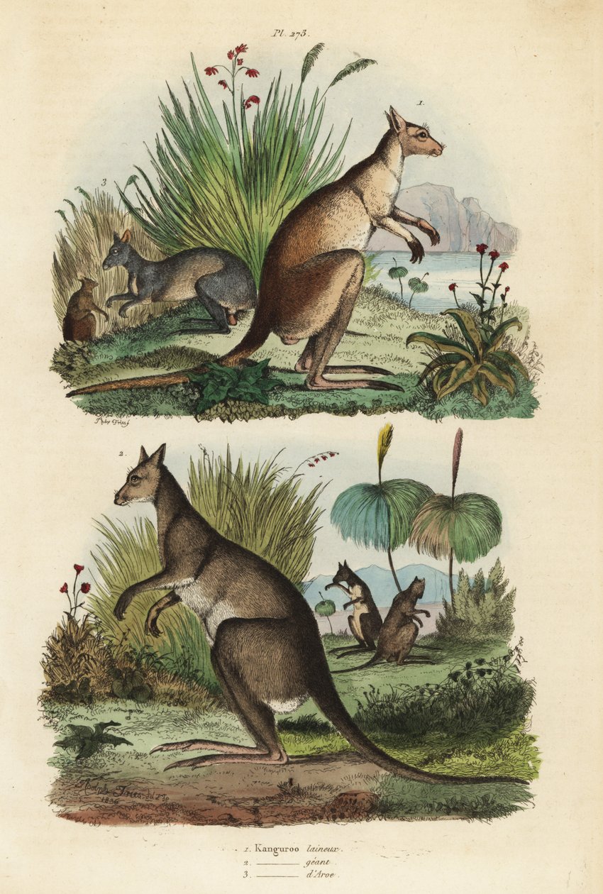 Klokan červený, Macropus rufus 1, klokan šedý východní, Macropus giganteus 2, a klokan tmavý, Thylogale brunii 3 od Unbekannt