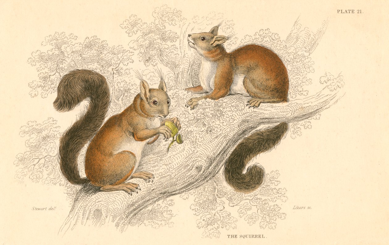 Veverka obecná Sciurus vulgaris, stromový hlodavec pocházející z Evropy a Asie, 1828 od Unbekannt