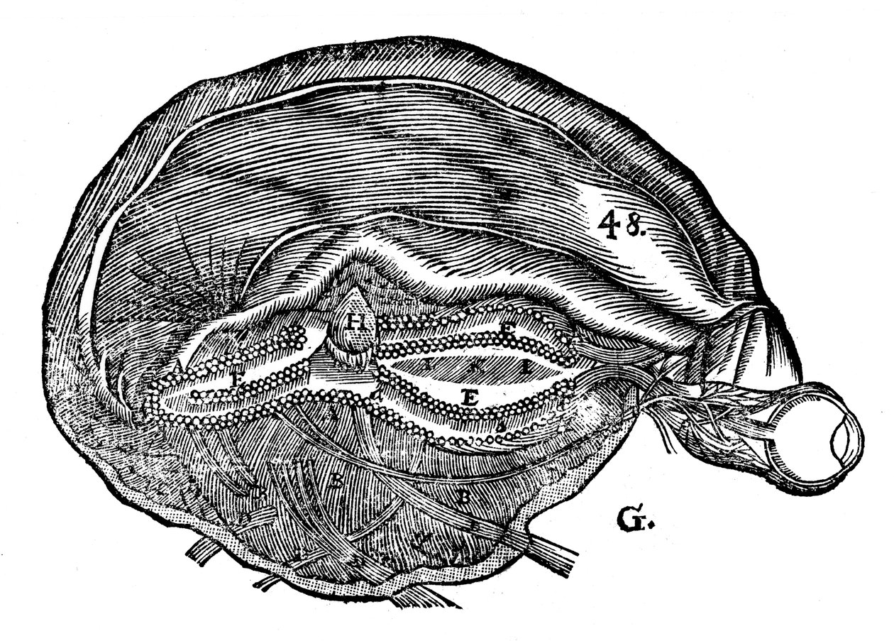 René Descartes diagram lidského mozku a oka, 1692 od Unbekannt