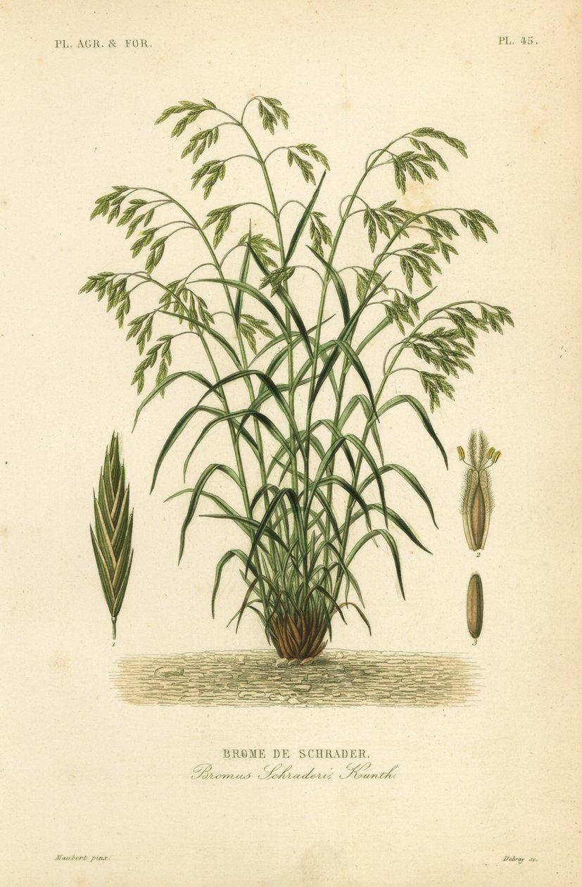 Rescuegrass neboli sveřep Schraderův, Bromus catharticus, Bromus schraderi, Brome de Schrader od Unbekannt