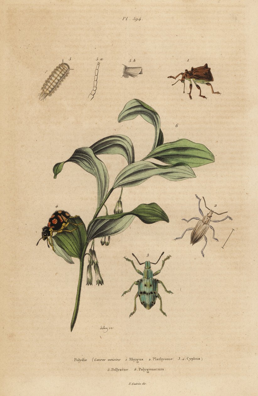 Rhigus, Platyoma a Cyphus, mnohonožka štětinatá, ležáky Polyxenus a tuleň krále Šalamouna, Polygonatum odoratum od Unbekannt