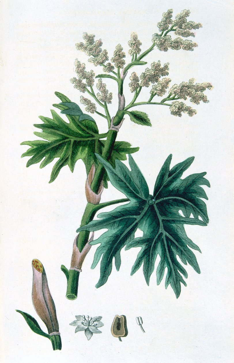 Rebarbora, 1823 od Unbekannt