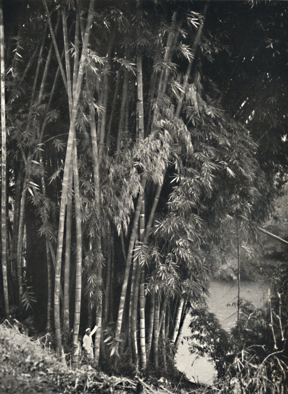 Riesenbambus Dendrocalamus giganteus v Peradeniya bei Kandy, 1926 od Unbekannt