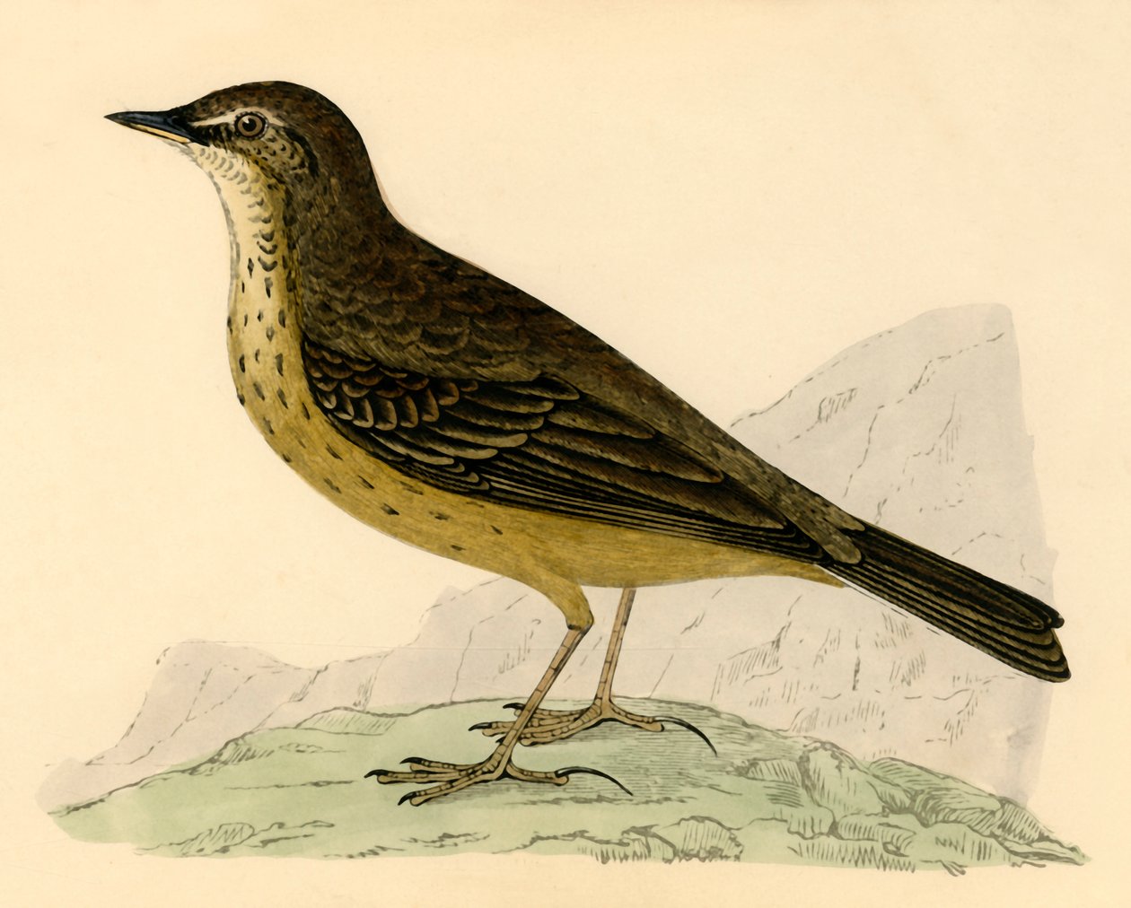 Rock Pipit, konec 19. století. od Unbekannt
