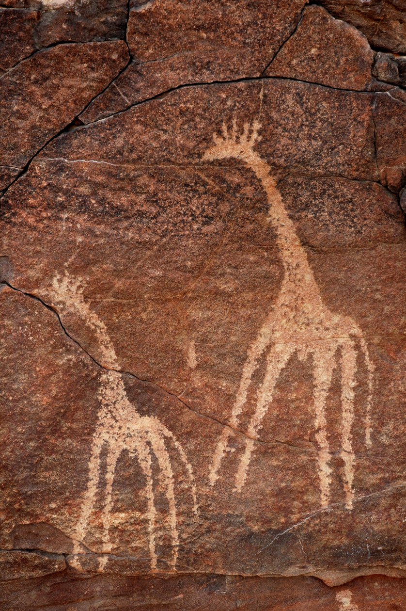 Skalní umění, Prehistorie: Detail rytiny žiraf v masivu Uweinat, Egypt. (Období od 8000 do 3000 let před naším letopočtem). Fotografování od Unbekannt