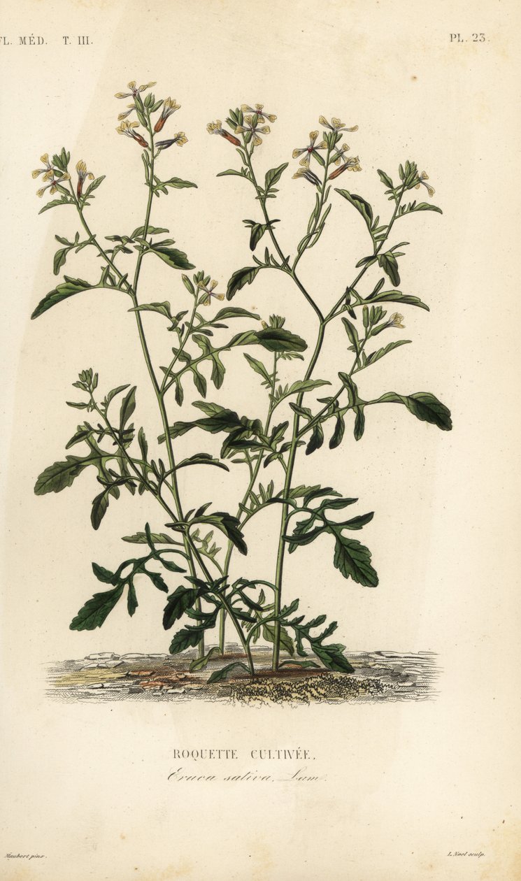 Raketa nebo rukola, Caterpillar vesicaria, Caterpillar sativa, Roquette cultivee od Unbekannt