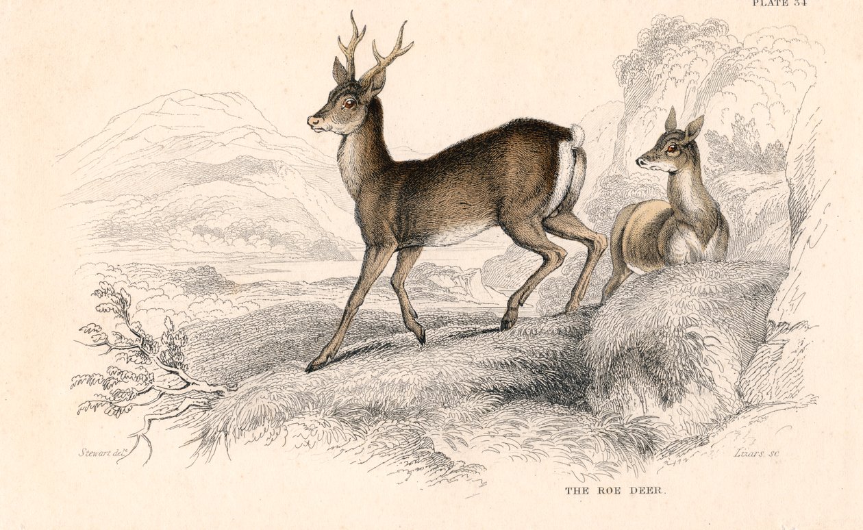 Srnec Capreolus capreolus, euroasijský druh jelena, 1828 od Unbekannt