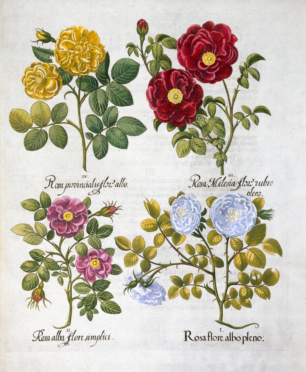 Růže, 1613 od Unbekannt