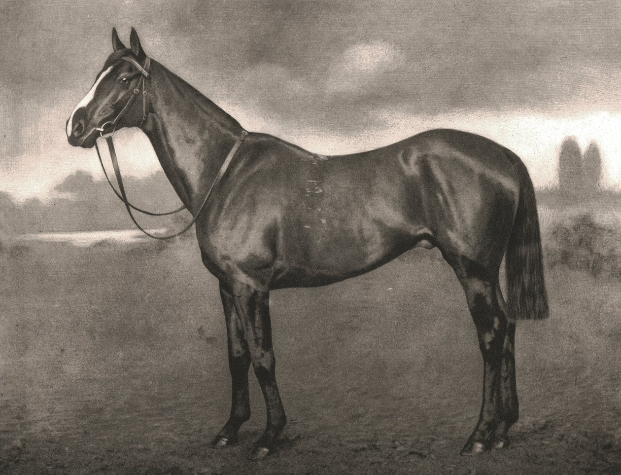 Ross, 1911. od Unbekannt