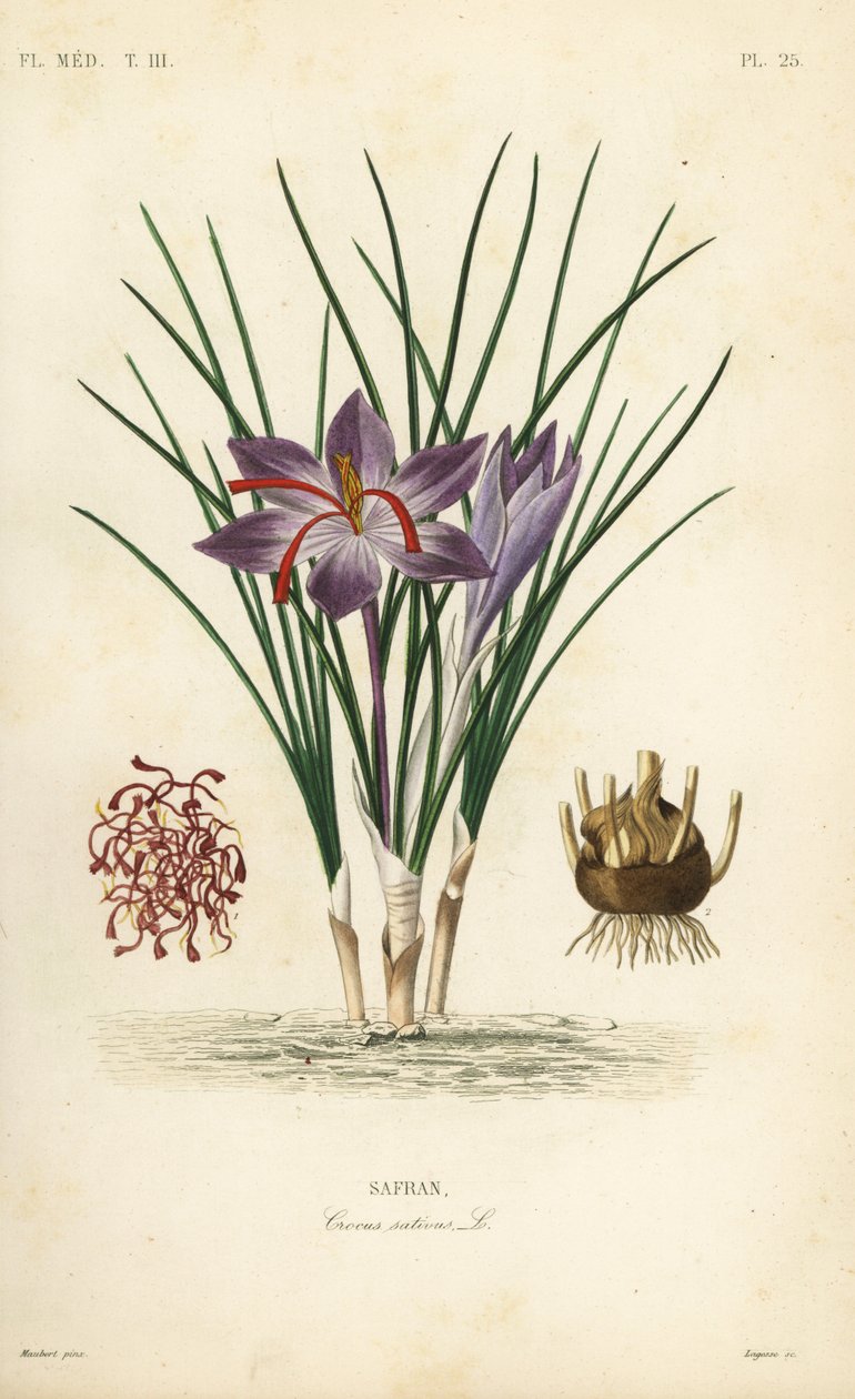 Šafránový krokus, Crocus sativus, Safran od Unbekannt