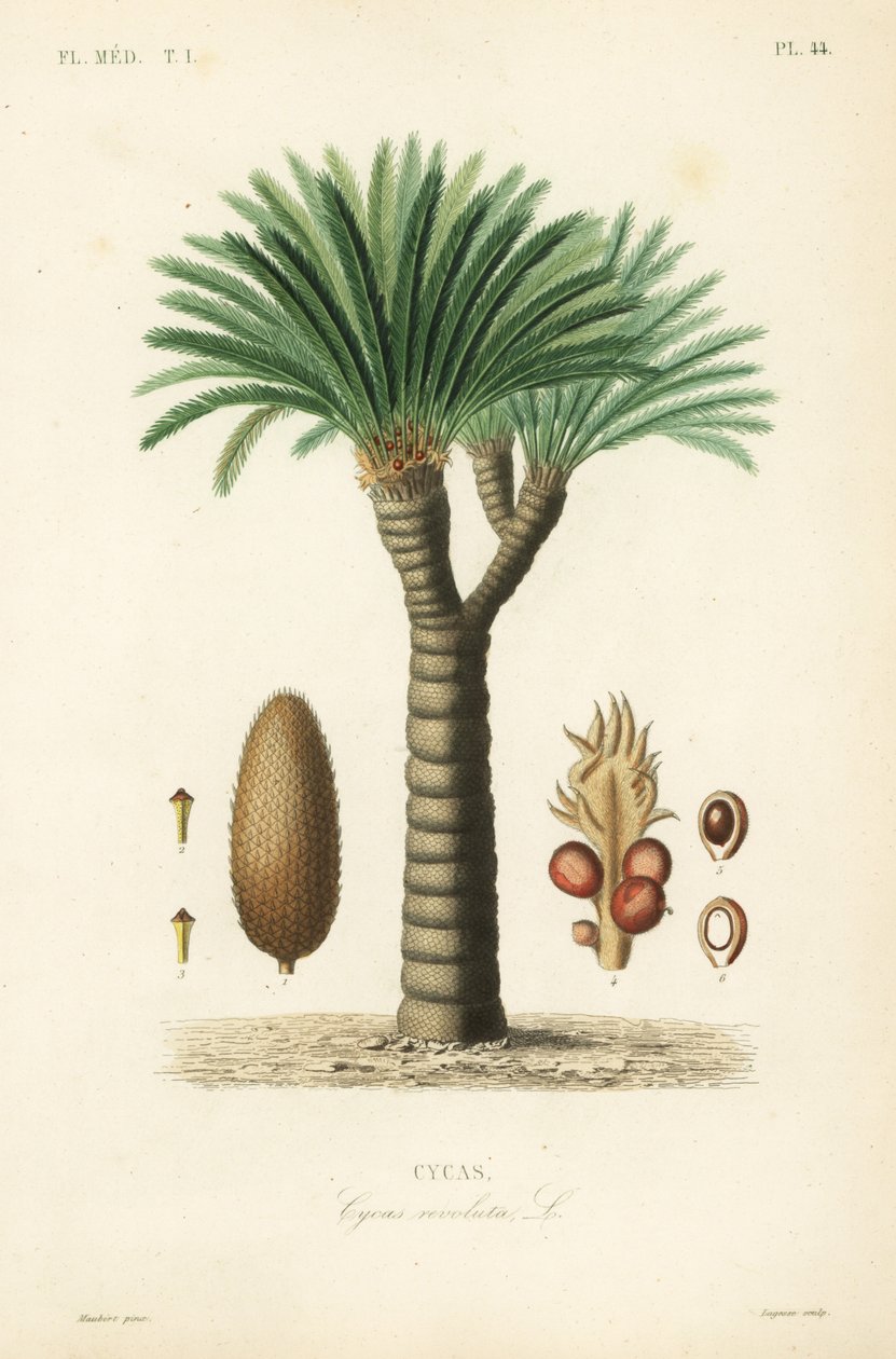 Ságová palma, královské ságo, ságo cykas nebo japonská ságová palma, Cycas revoluta, Cycas od Unbekannt