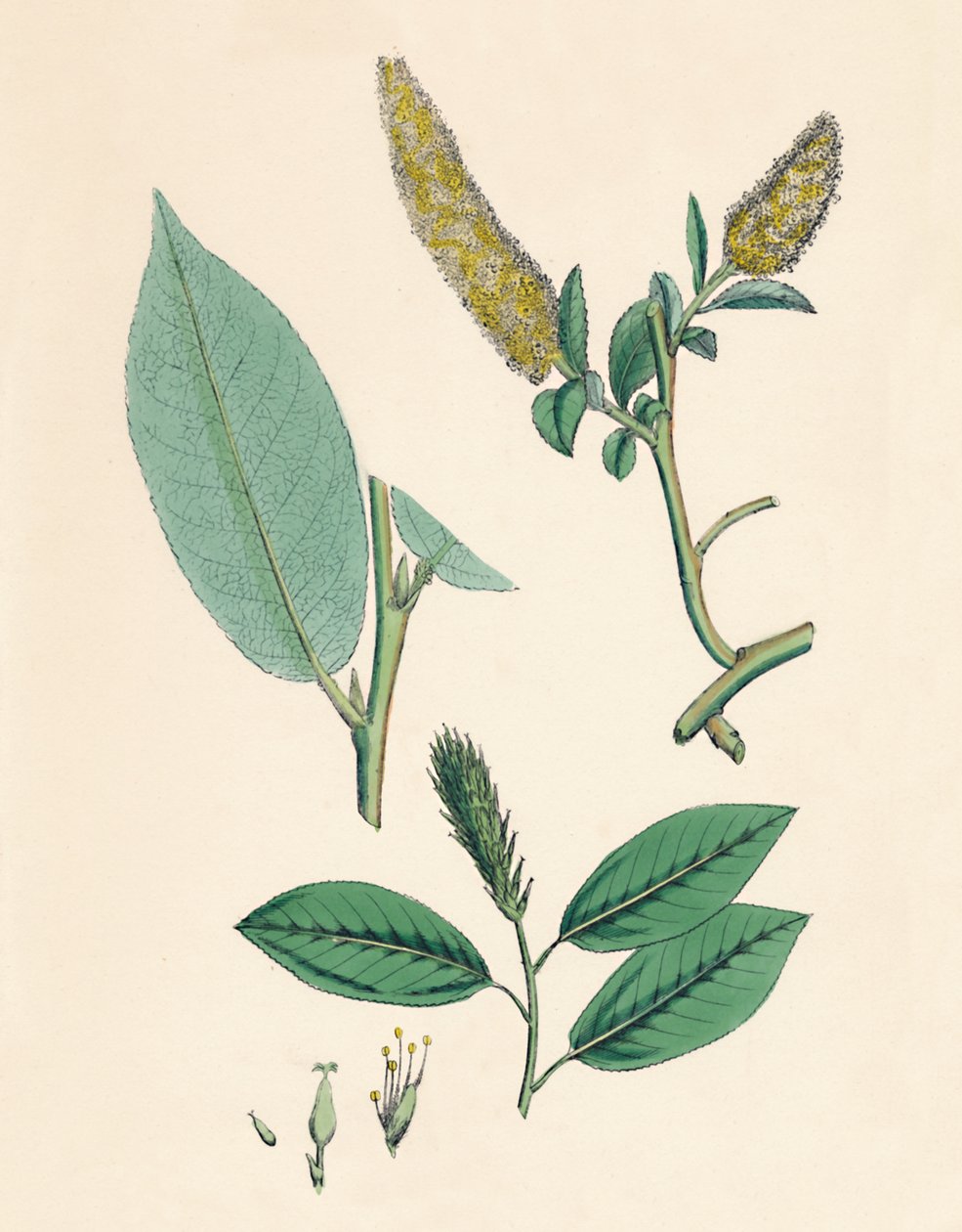 Salix pentandra. Vrba bobková, 19. století od Unbekannt