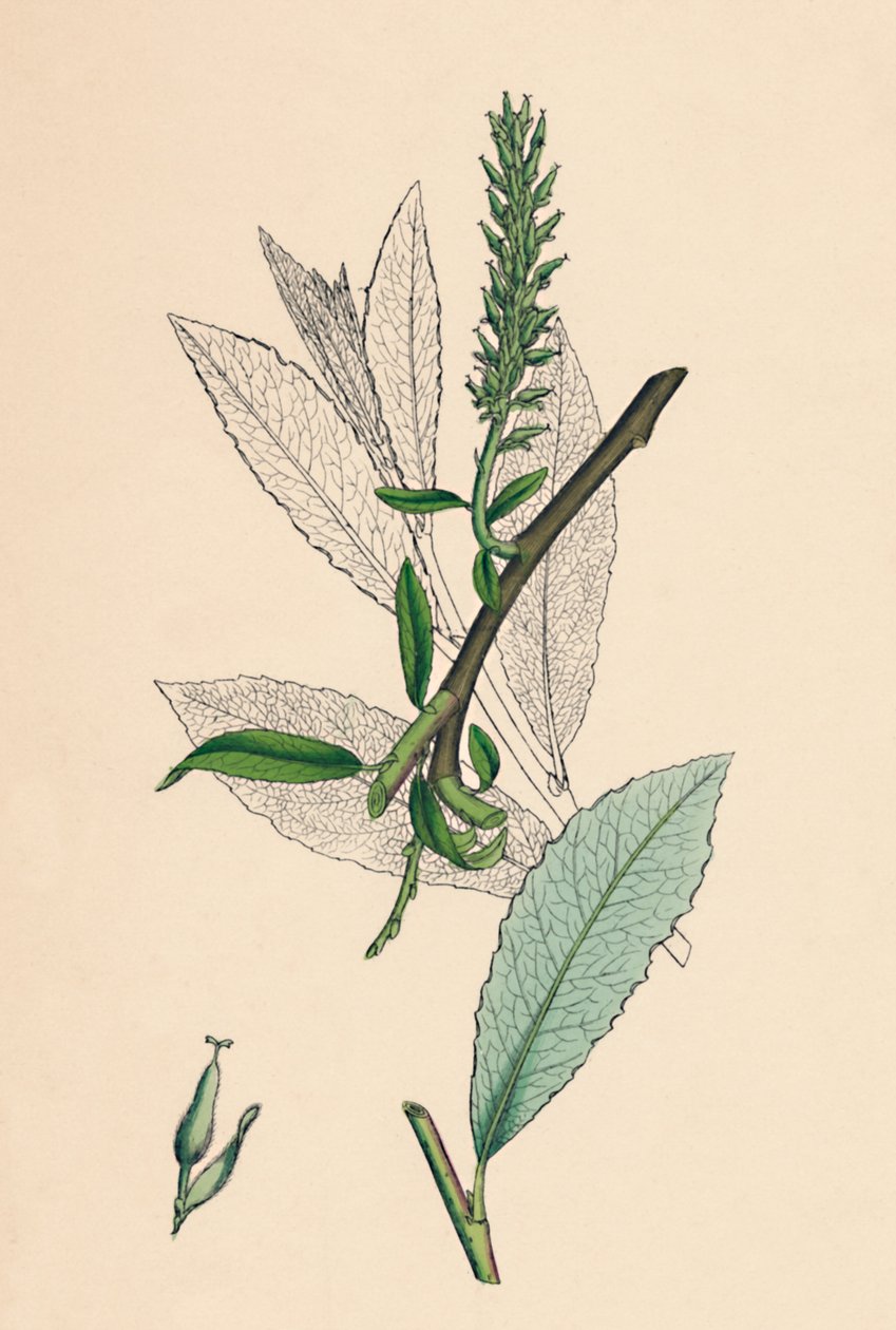 Salix phylicifolia, var. radicans. Sallow čajový, var. a., 19. století od Unbekannt