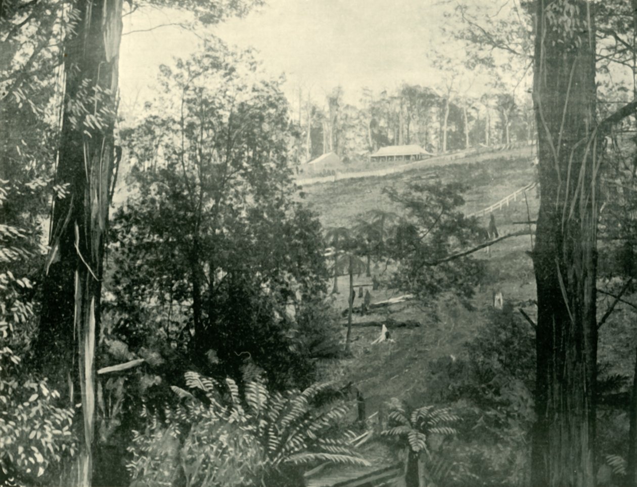 Scéna v Upper Gembrook, Victoria, 1901. od Unbekannt