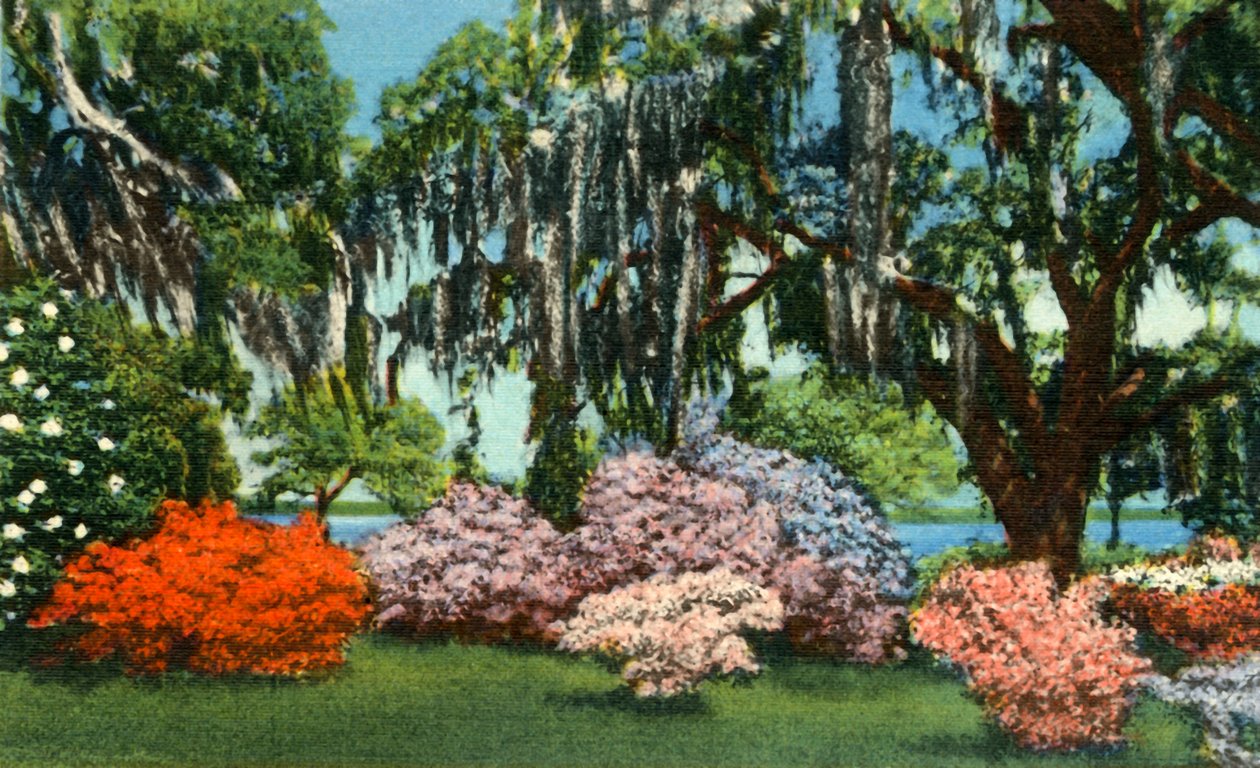 Scéna v Belle Isle Gardens, poblíž Georgetown, SC, 1942. od Unbekannt