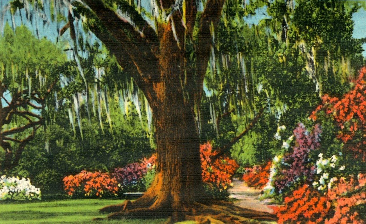 Scéna v Magnolia Gardens, poblíž Charlestonu, SC, 1942. od Unbekannt