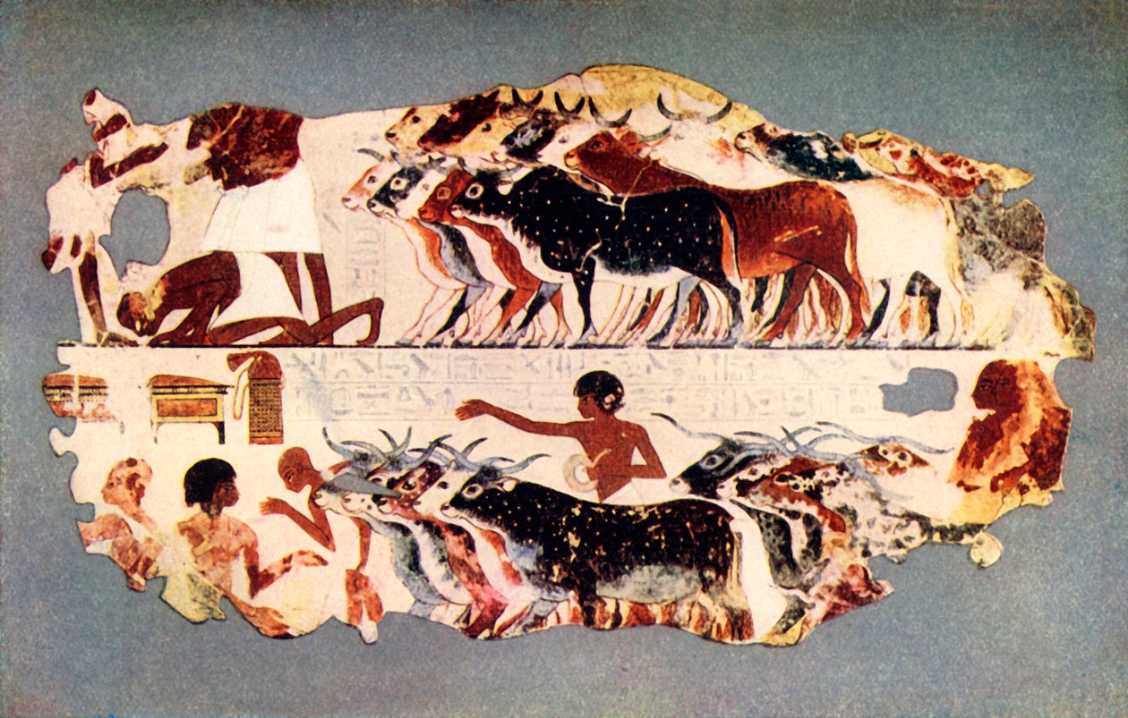 „Scéna představující zahánění velkého stáda dobytka na egyptské farmě“, c1350 př.nl, 1915. od Unbekannt