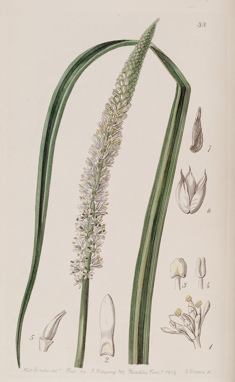 Boty Ocaulon officinale od Unbekannt