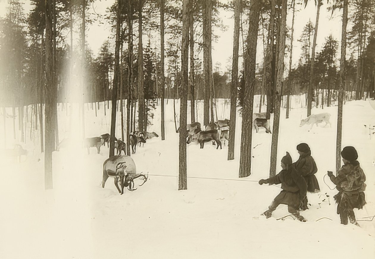 Švédsko. Hadr (semeno) při odchytu sobů. Kolem roku 1900 od Unbekannt