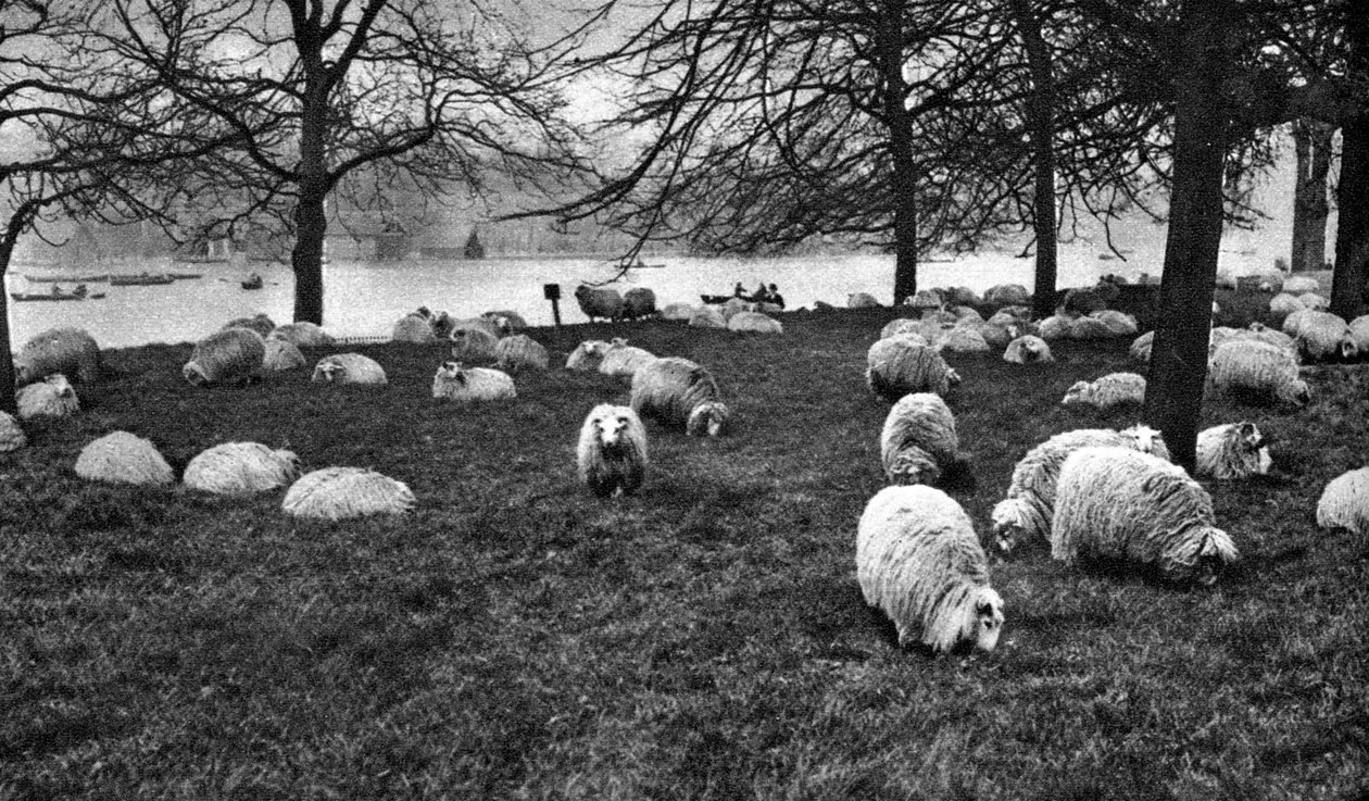 Skotské ovce u Serpentine, Hyde Park, Londýn, 1926-1927 od Unbekannt
